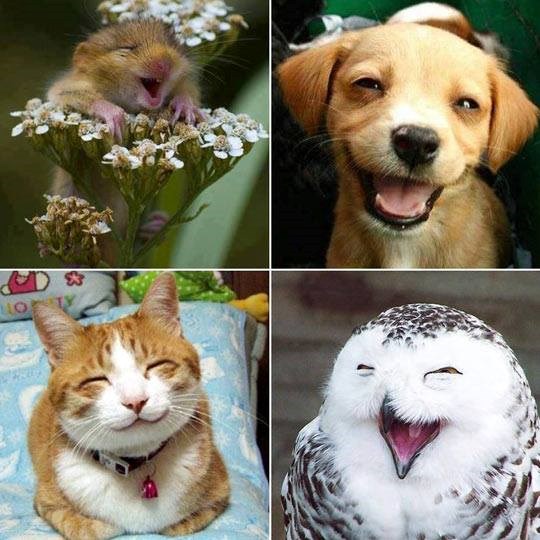 Ljubimci čuli za produženi vikend, igrat će se s gazdama!