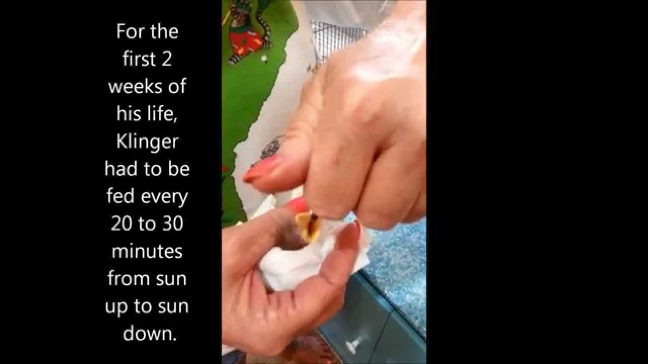 VIDEO: Priča o ptičici koja je ispala iz gnijezda i ljudskoj mami koja joj je dala novu šansu