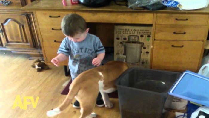 Odgovorni klinac htio nahraniti psa, upao mu u zdjelicu s vodom!