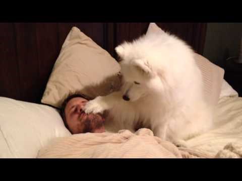 Uz ovakvog psa, ne treba ti budilica