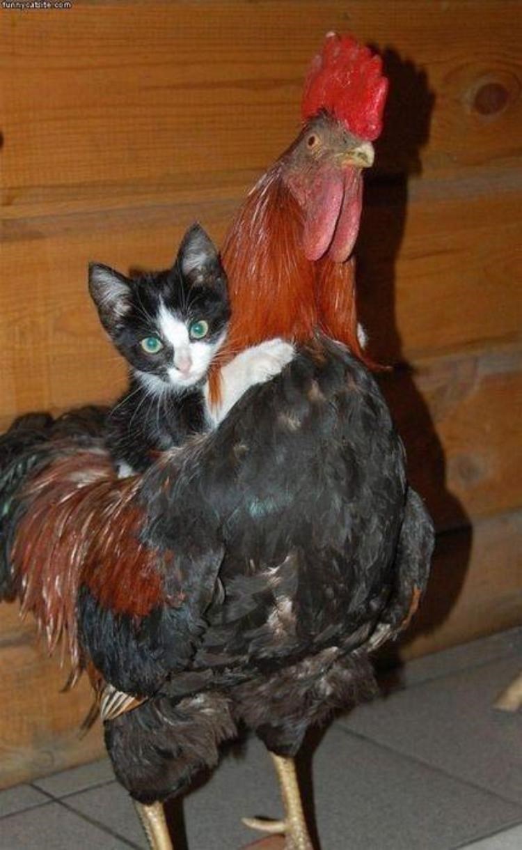 Pussy rides a cock