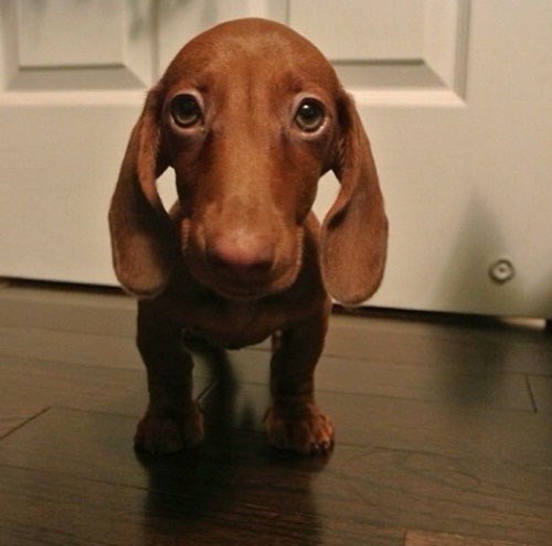 Gazda.. e, a oprostiš mi što sam ti popapao sendvič, ha?