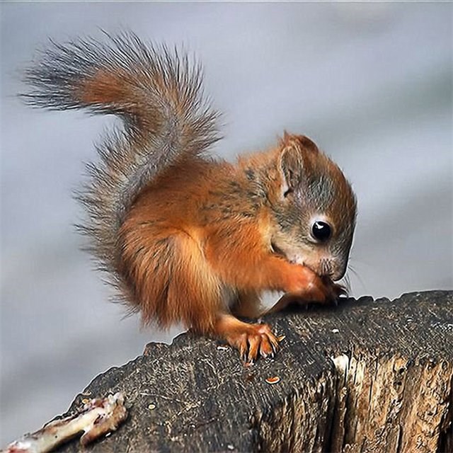 Beba vjeverica marljivo čisti šapicu