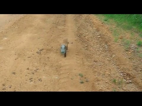 VIDEO Glava male lisice ostala je u velikoj staklenoj tegli, prihvatila je pomoć slučajnih prolaznika