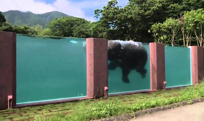 VIDEO: Japanski safari park izgradio gigantski bazen za slonove