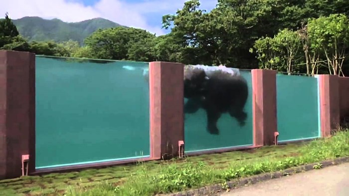 VIDEO: Japanski safari park izgradio gigantski bazen za slonove