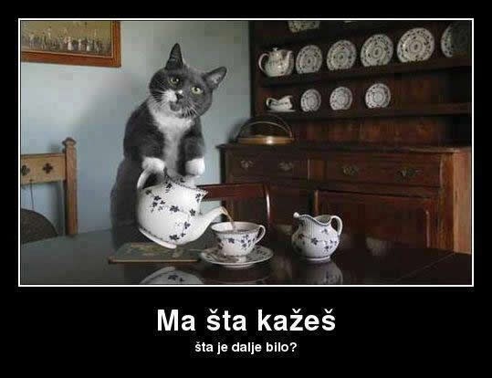 Kako bake s puno mačaka vide svoje ljubimice