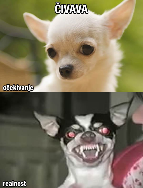 Čivava: Sotonin sluga iz dubina Pakla