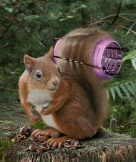 Vjeverica nakon frizera