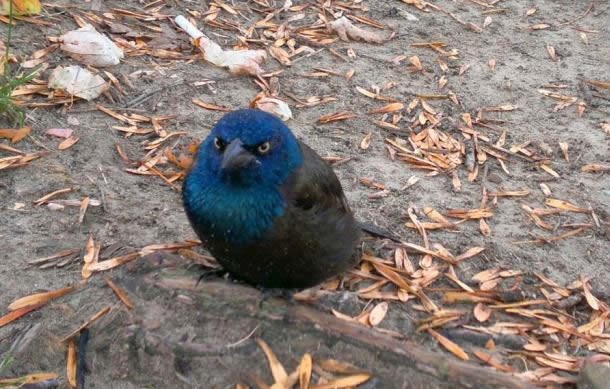 Angry Birds - odsada i u 4D