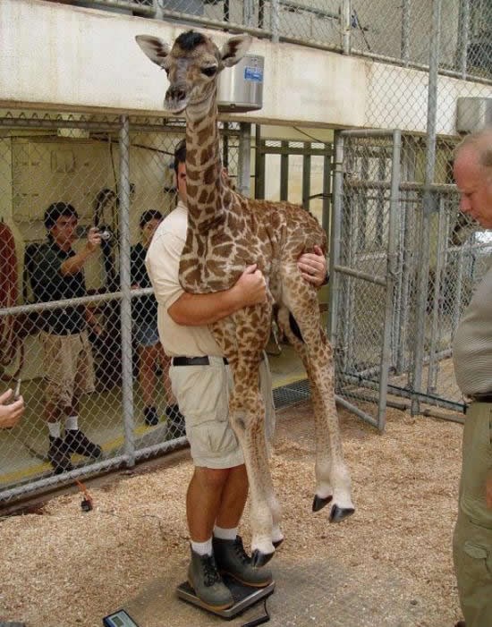 Ovako se važe male žirafe