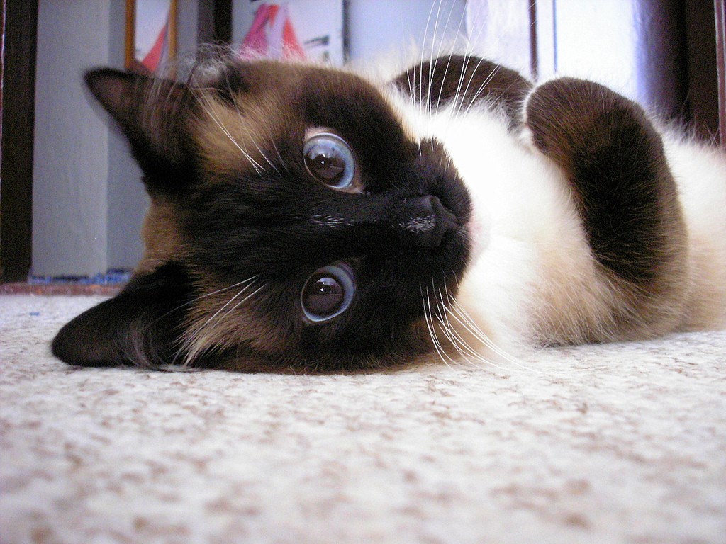 Tko bi odolio tim okicama