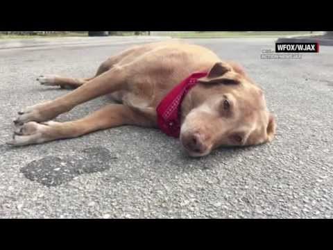 VIDEO: TUGA DO NEBA - vjerni pas odbija napustiti mjesto pogibije omiljene vlasnice