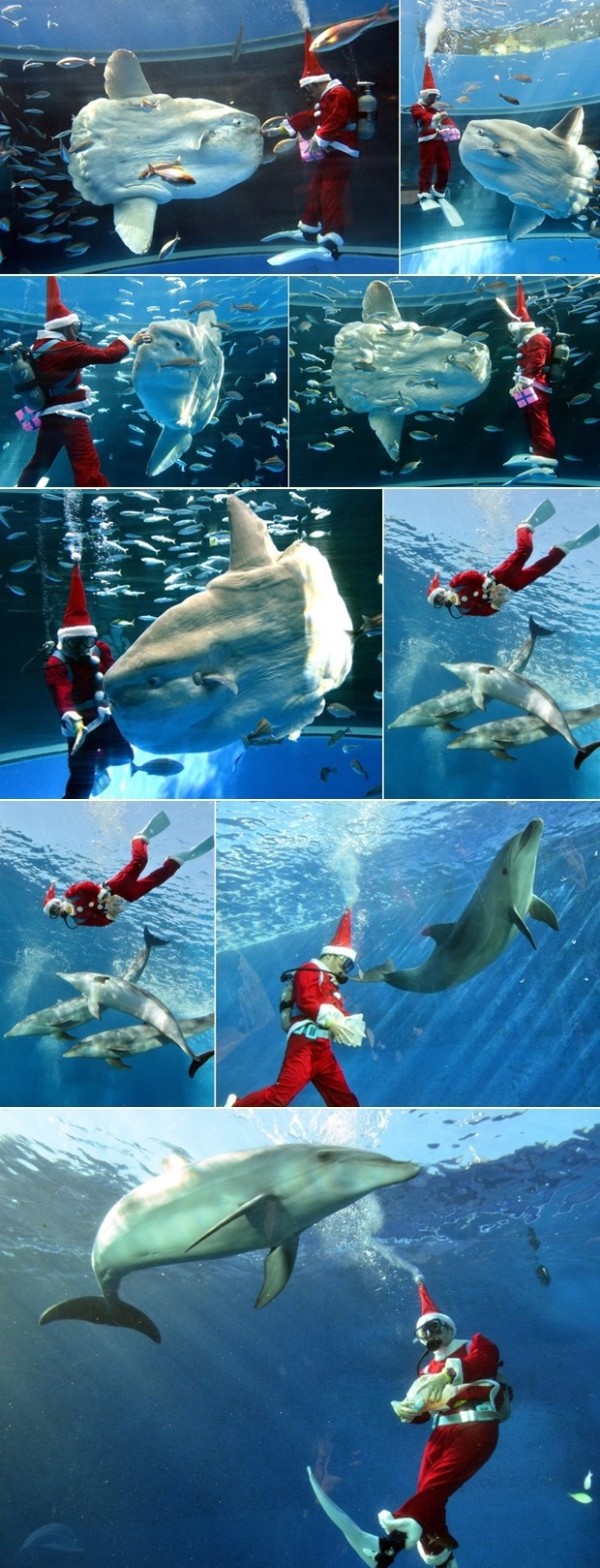 Djed Mraz zaplivao s dupinima i ogromnim ribama