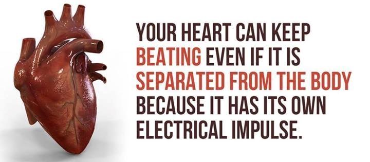 Ljudsko srce može kucati i izvan tijela