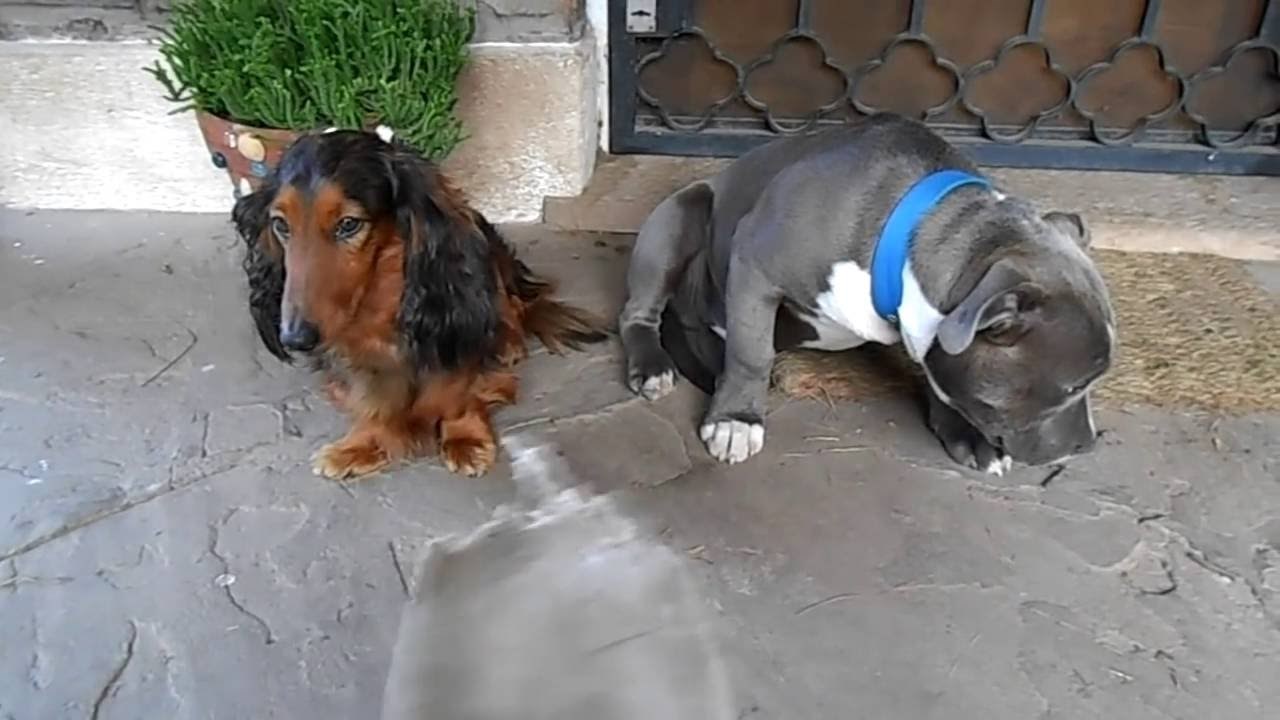 Vlasnik pokušava otkriti tko je učinio štetu, no oni su odlučili igrati ovu igru