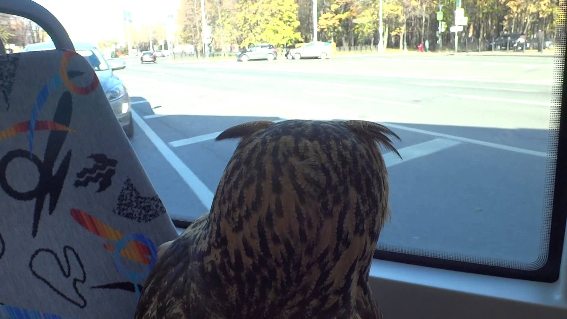 VIDEO U tramvaju se među putnicima našla i jedna sova!