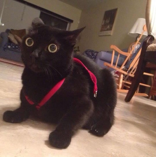 Maca nakon prve šetnje: Da ja idem kamo ON želi!?