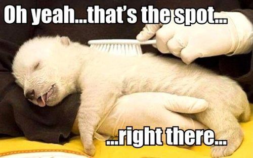 Polarni medo uživa u češkanju četkicom