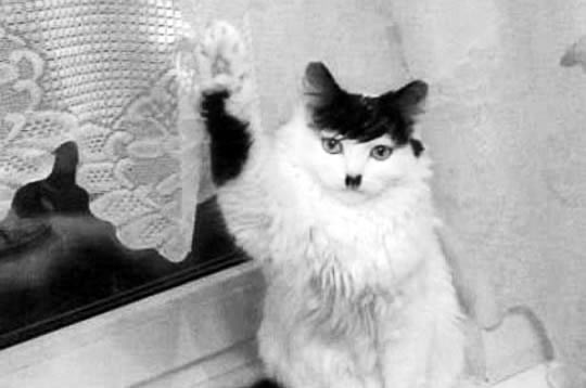 Hitler maca: Slučajnost ili urota nacista?