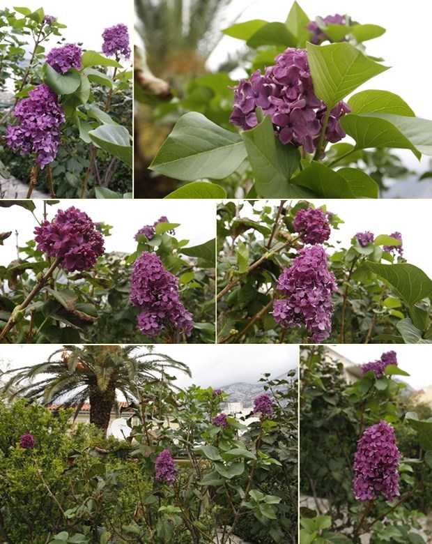 Ludo vrijeme - jorgovan u studenom