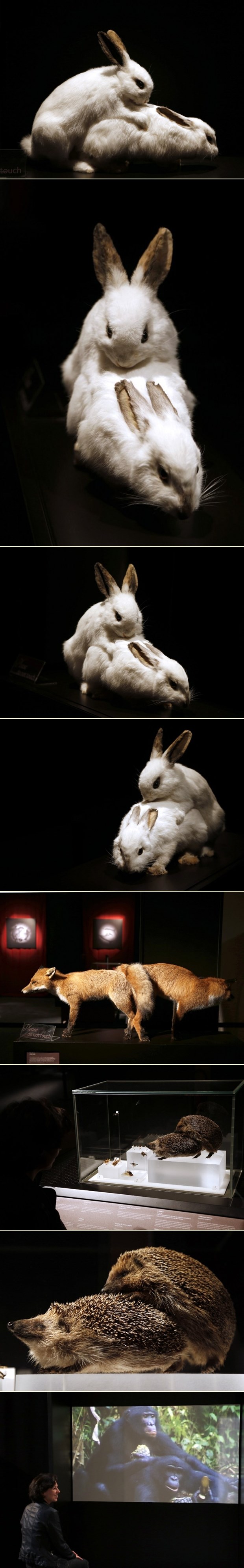 Seksualne zvijeri: Neobična izložba u Parizu