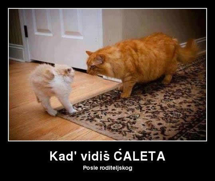 I mačke su ljudi