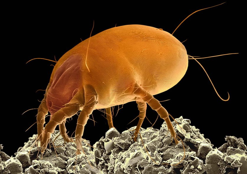 Čudovište iz vaše kuće: Domaća grinja u svoj svojoj ljepoti