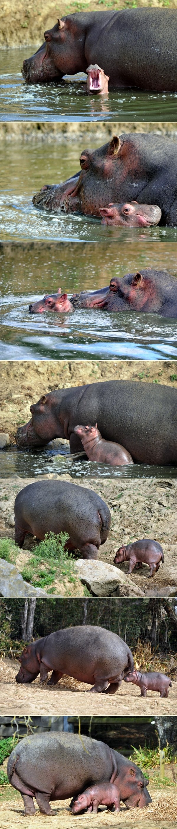 Maleni nilski konjić i njegova mama Kara