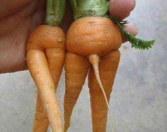 Ovako nastaju male mrkvice