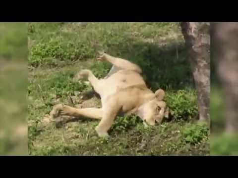 UZNEMIRUJUĆE: Čovjek skočio među lavove, snimljen napad!