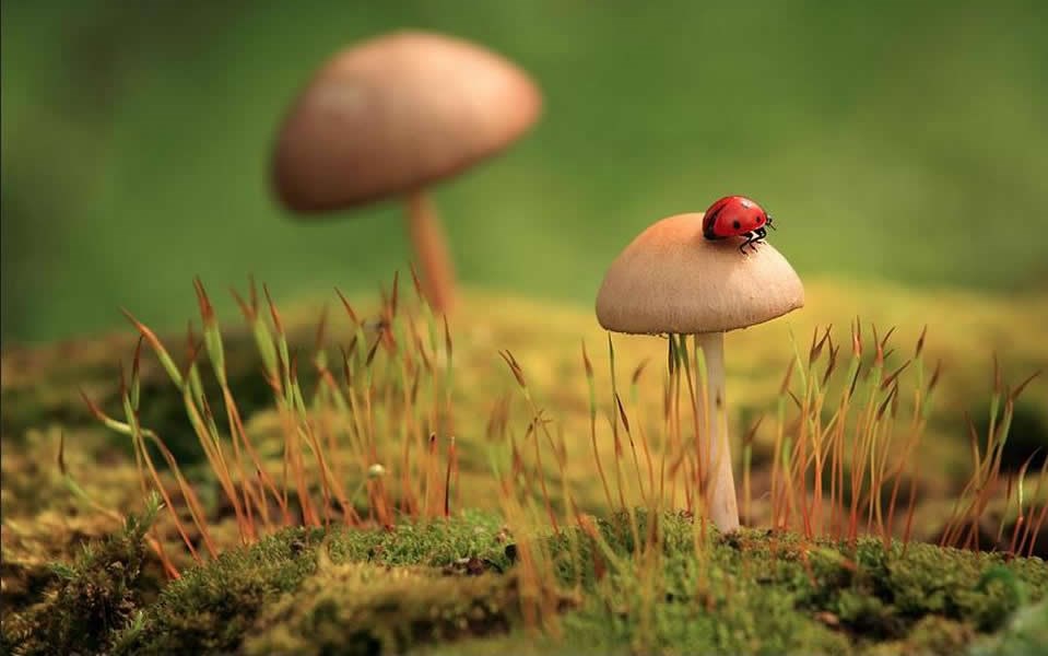 Bubamara "na gljivama"