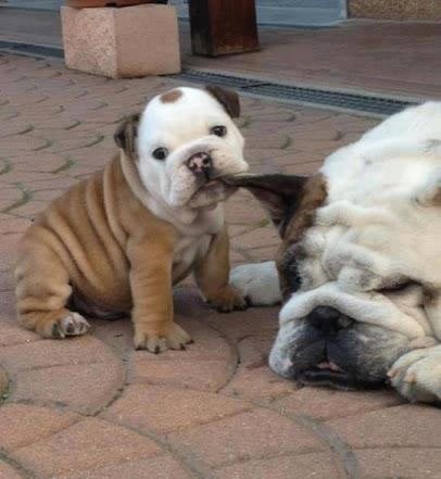 Diži se, pijanduro, šta mi radiš od djetinjstva!