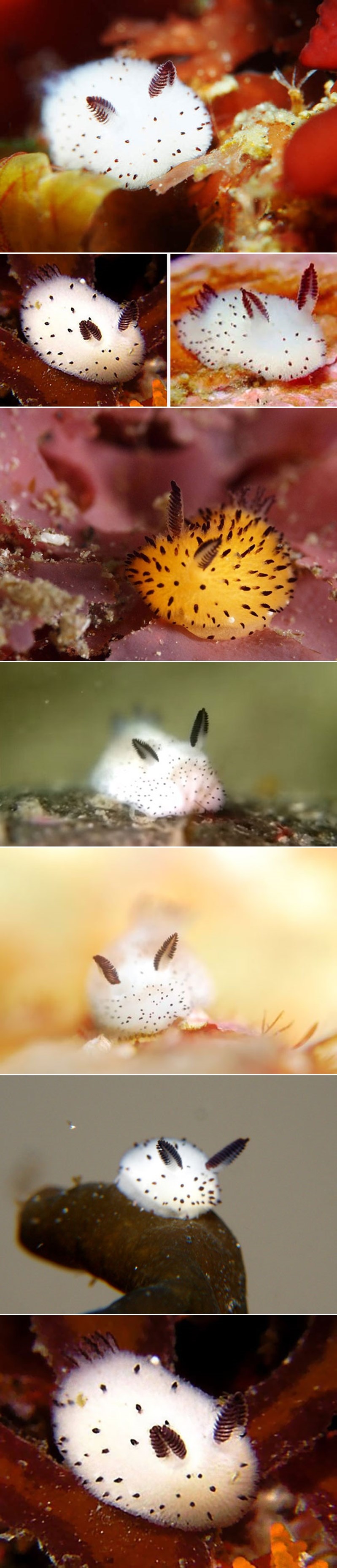 GALERIJA: Japanci podivljali za morskim pužem koji izgleda poput zečića