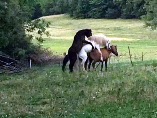 Priroda ne diskriminira: Boja, spol.. samo navali