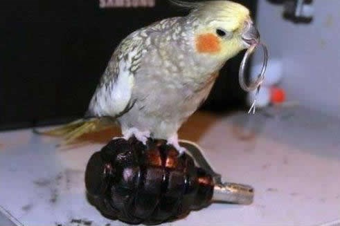 Čujem da razmišljate o mački? Jeste sigurni?