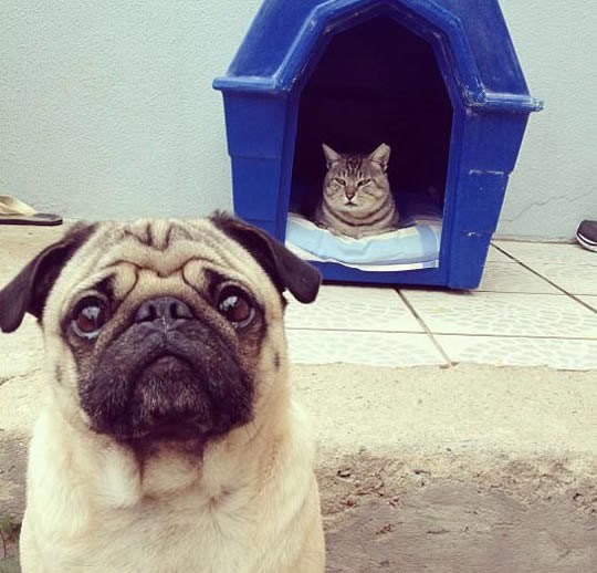 Zločesta mačketina psu otuđila kućicu!