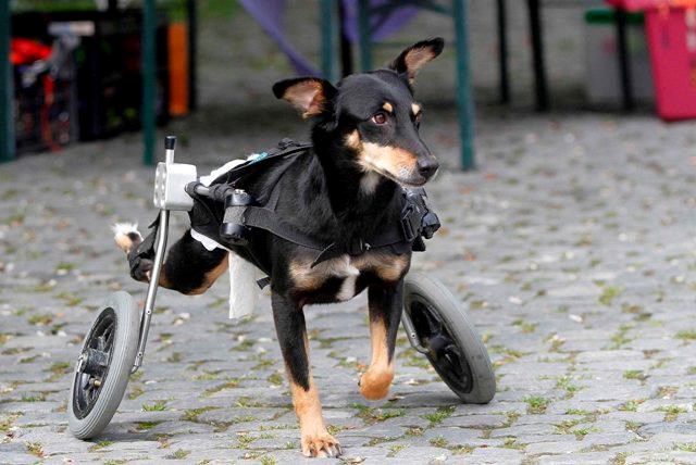 Psić dobio kolica i sad opet veselo trčkara