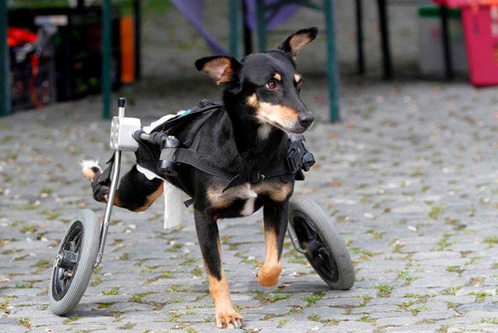 Psić dobio kolica i sad opet veselo trčkara