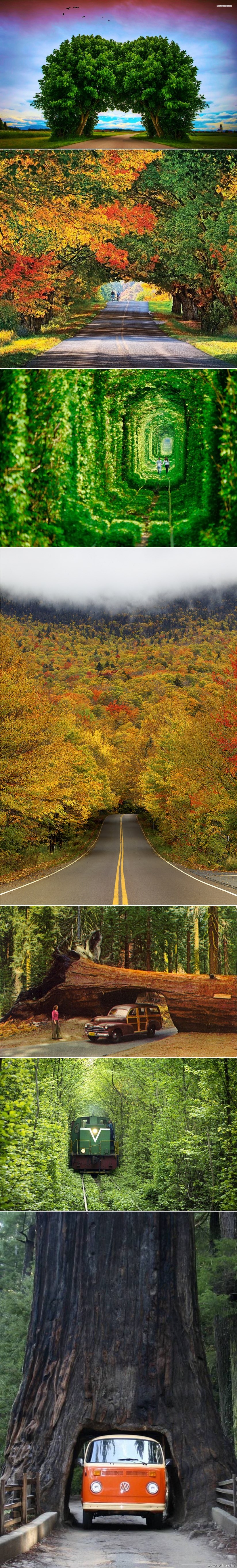 Galerija: Prekrasni tuneli kroz drveće i šume čine vožnju 100 posto ugodnijom