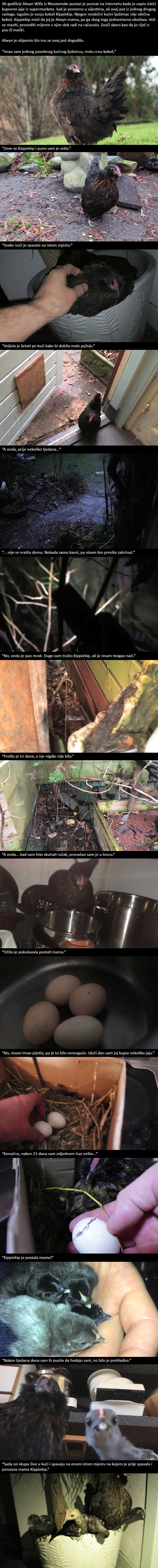 Izgubio je svoju kokoš kućnog ljubimca, nakon tri dana ju je pronašao u loncu!