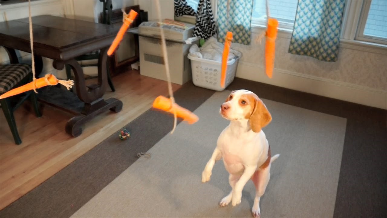 Imate hiperaktivnog psa? Ovo će ga zabavljati danima!