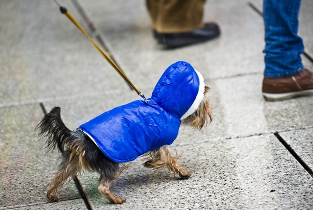 Psić nabavio kabanicu