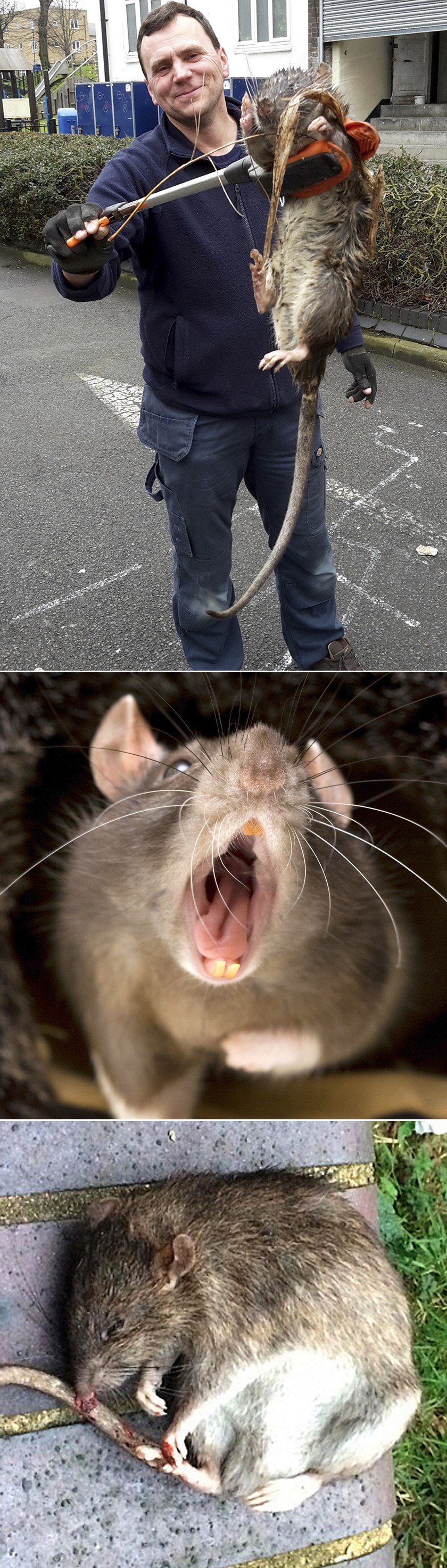 ČUDOVIŠTE! Štakor veličine manjeg psa sijao stravu istočnim Londonom!