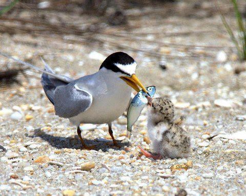 riba veća od njega..:))