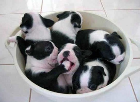 Capicu na usta kad zijevaš, tako nas je tatica učio