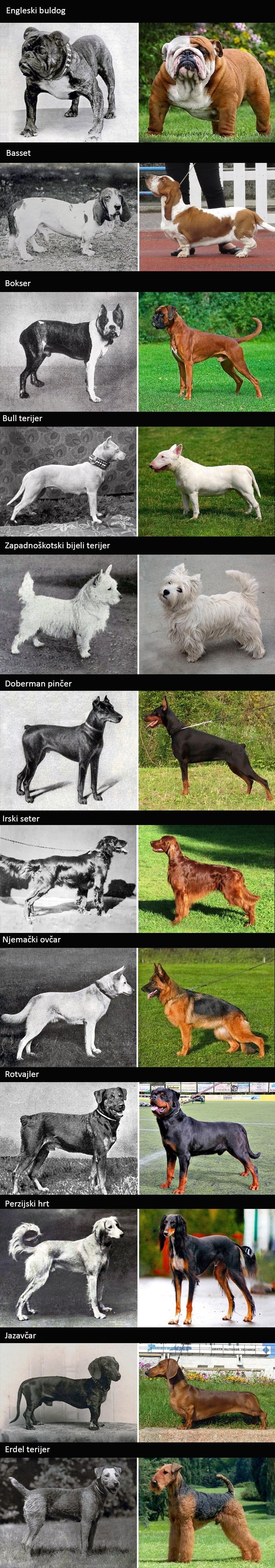 Koliko su se psi promijenili u zadnjih 100 godina
