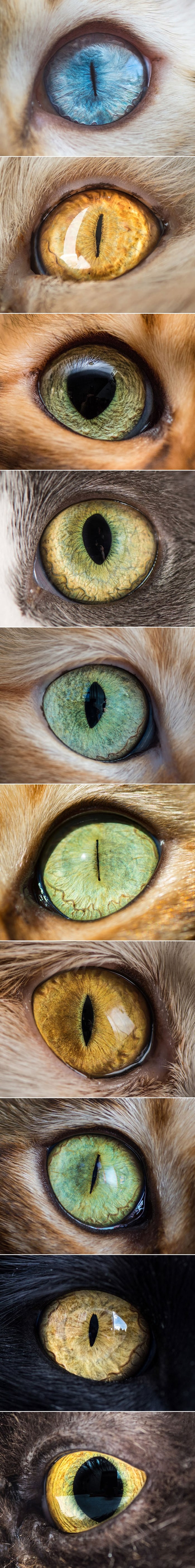 Ove makro fotke mačjih očiju će vas hipnotizirati!