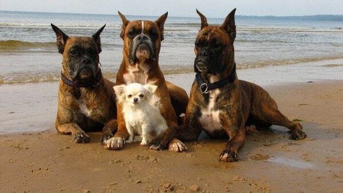 Biggie Bow-Wow i njegova banda s plaže siju teror