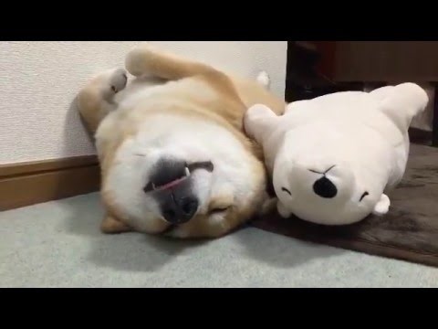 Pas koji ne može zaspati bez svog plišanog blizanca